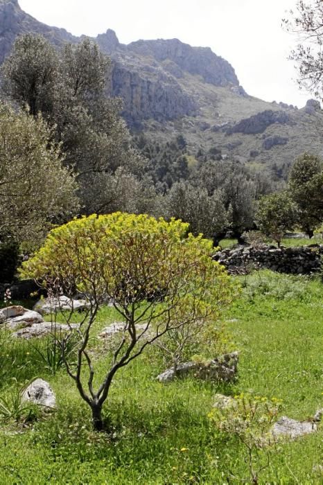 In Ariant blühen die mediterranen Pflanzen um die Wette. In dem von Heidi Gildemeister entworfenen Garten wird vieles den Launen der Natur und dem Zufall überlassen. Aber nicht alles.