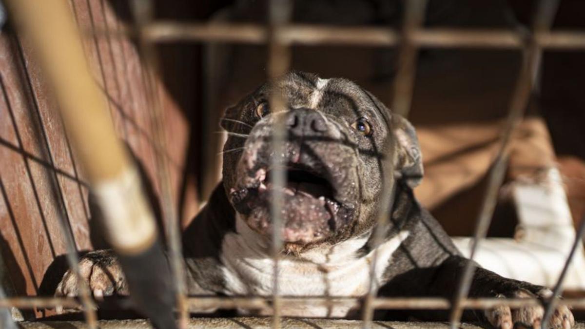 Algunas viviendas no permiten animales.