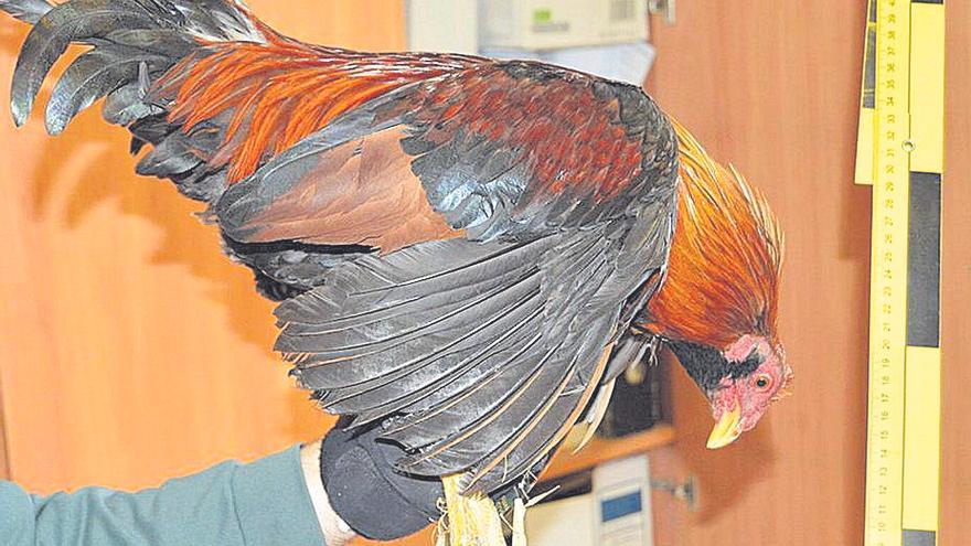 Ocho meses de prisión por maltrato animal de gallos para peleas en Paterna