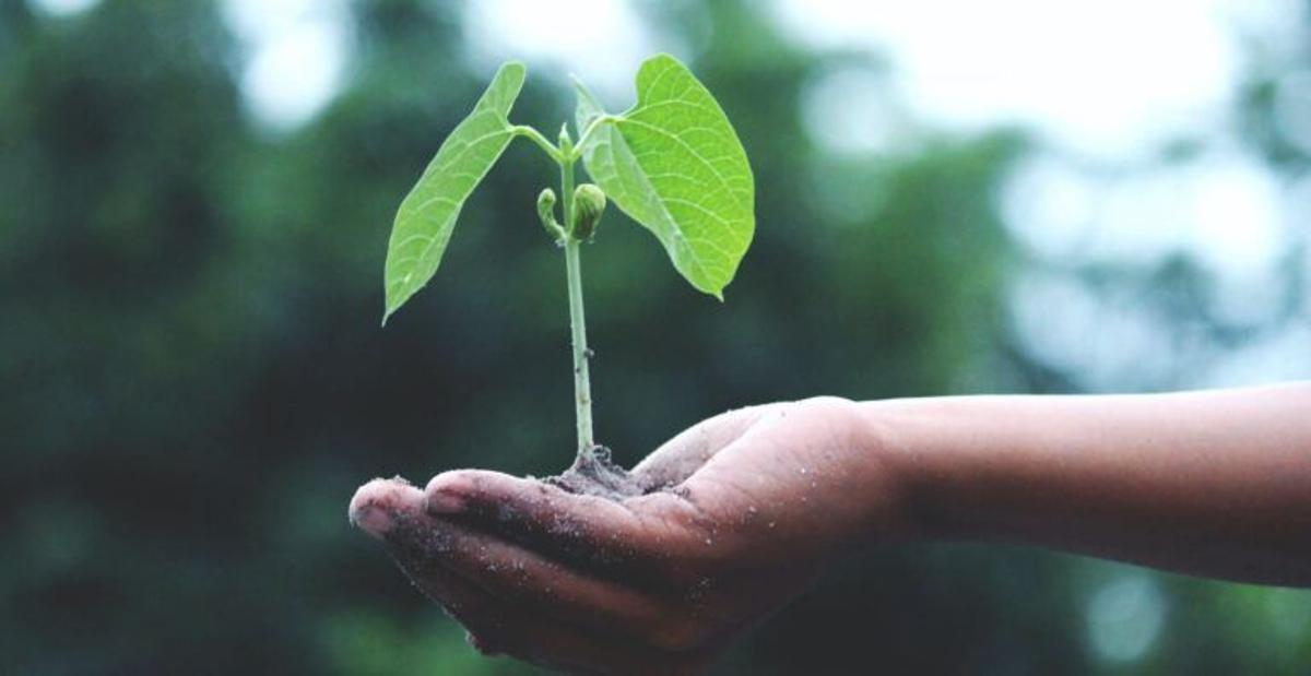 Salud y cambio global (1): ¿Por qué el medioambiente es un problema de médicos más que de ecologistas?