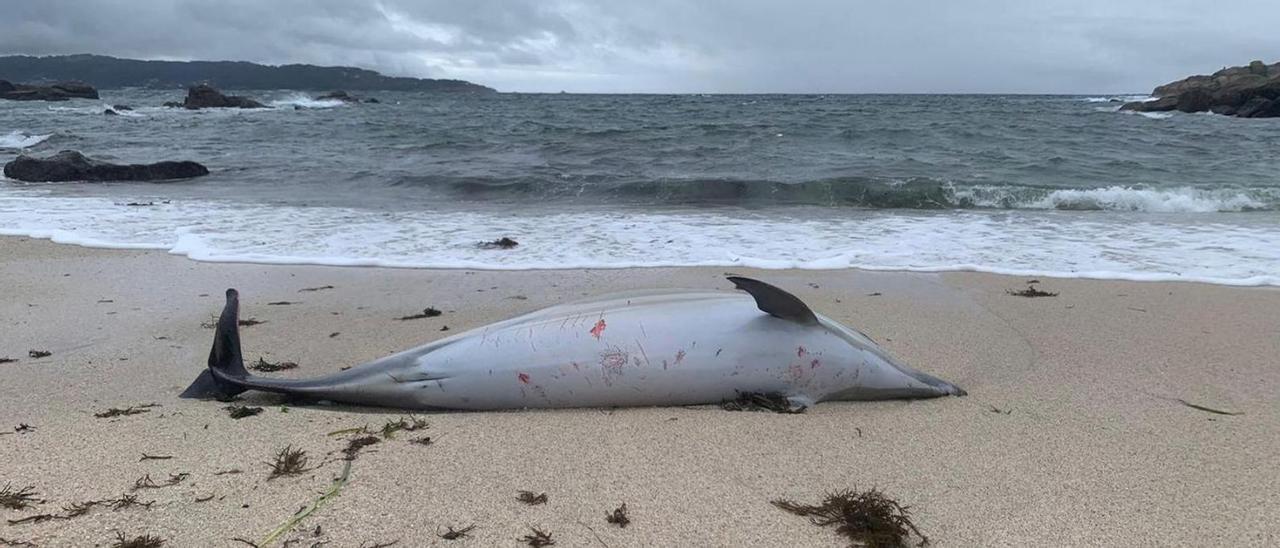 Uno de los delfines aparecidos muertos el pasado mes de noviembre en la playa de Ancoradouro.   | // G. NÚÑEZ