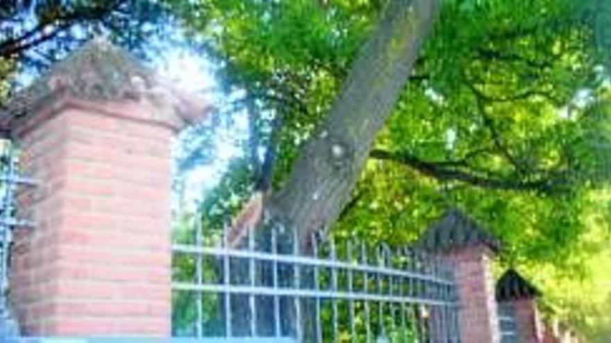 Retirada la rama de un árbol que se había roto