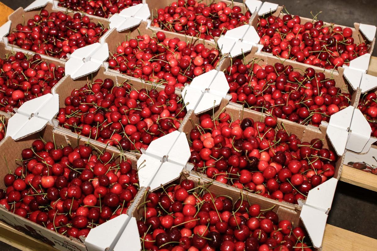 La IGP «Cerezas de la Montaña de Alicante» abarca una amplia zona formada por numerosos municipios de la provincia.