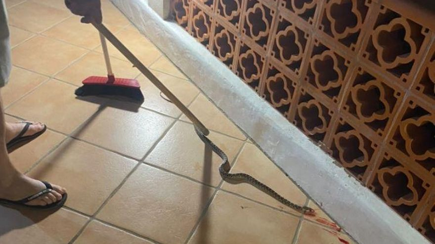 Acaban a escobazos con una serpiente descubierta por el perro de la casa en Sant Josep