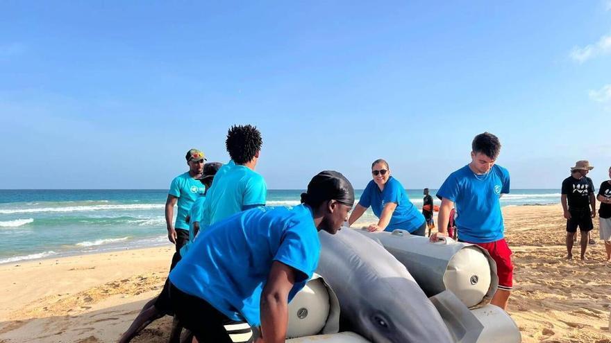 De la muerte natural a las colisiones: cinco cetáceos varan cada mes en las costas de Canarias