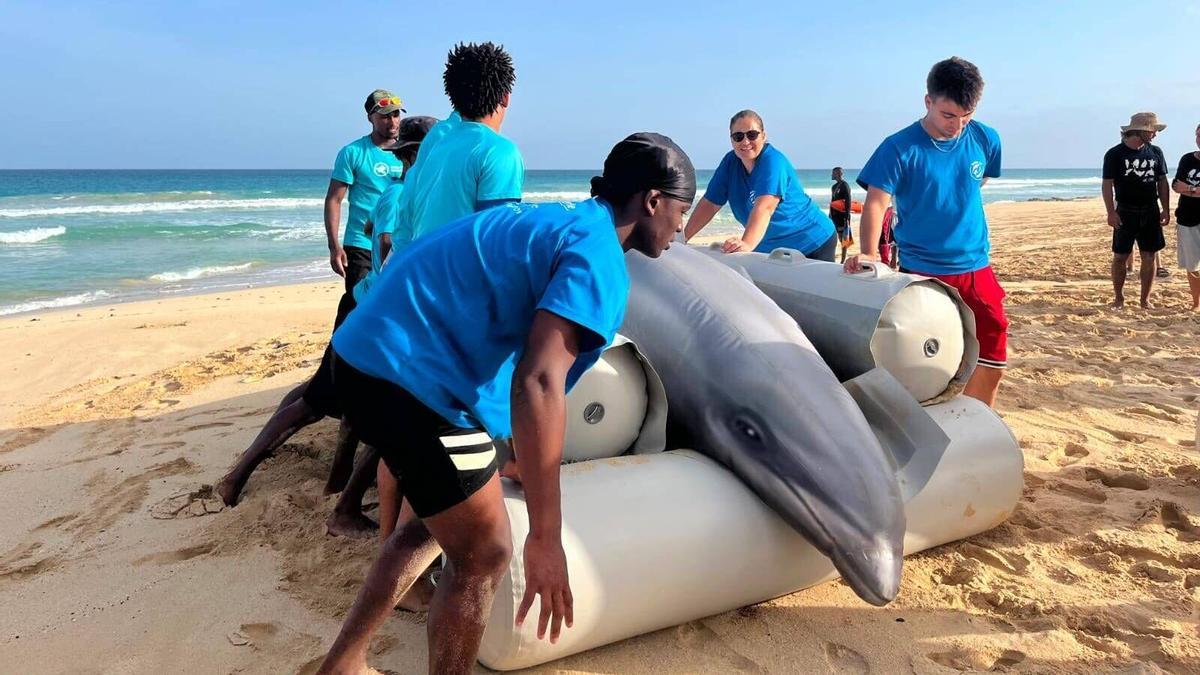 La muerte natural a las colisiones: cinco cetáceos varan cada mes en las costas de Canarias