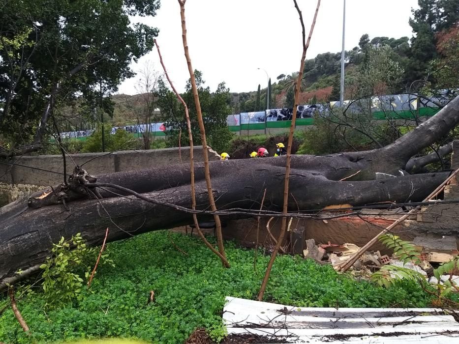 Los bomberos han tenido que actuar en el Camino de Casabermeja tras caer un árbol de grandes dimensiones a la calzada.