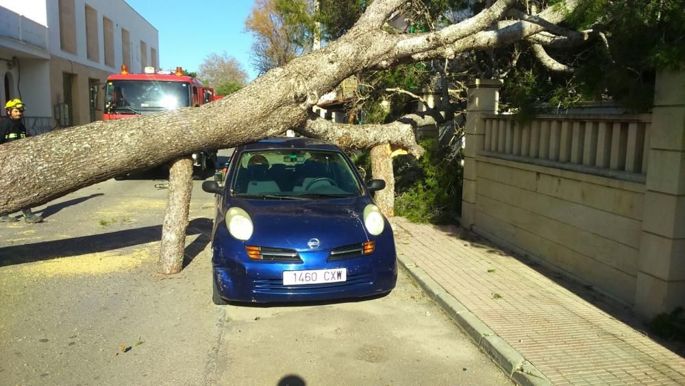 Un gran árbol se cae por el viento en Portocolom