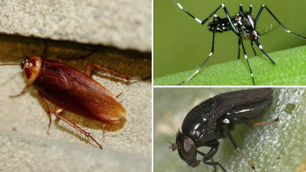 Cucarachas, mosquitos tigre y mosca negra son las plagas más previsibles para este verano