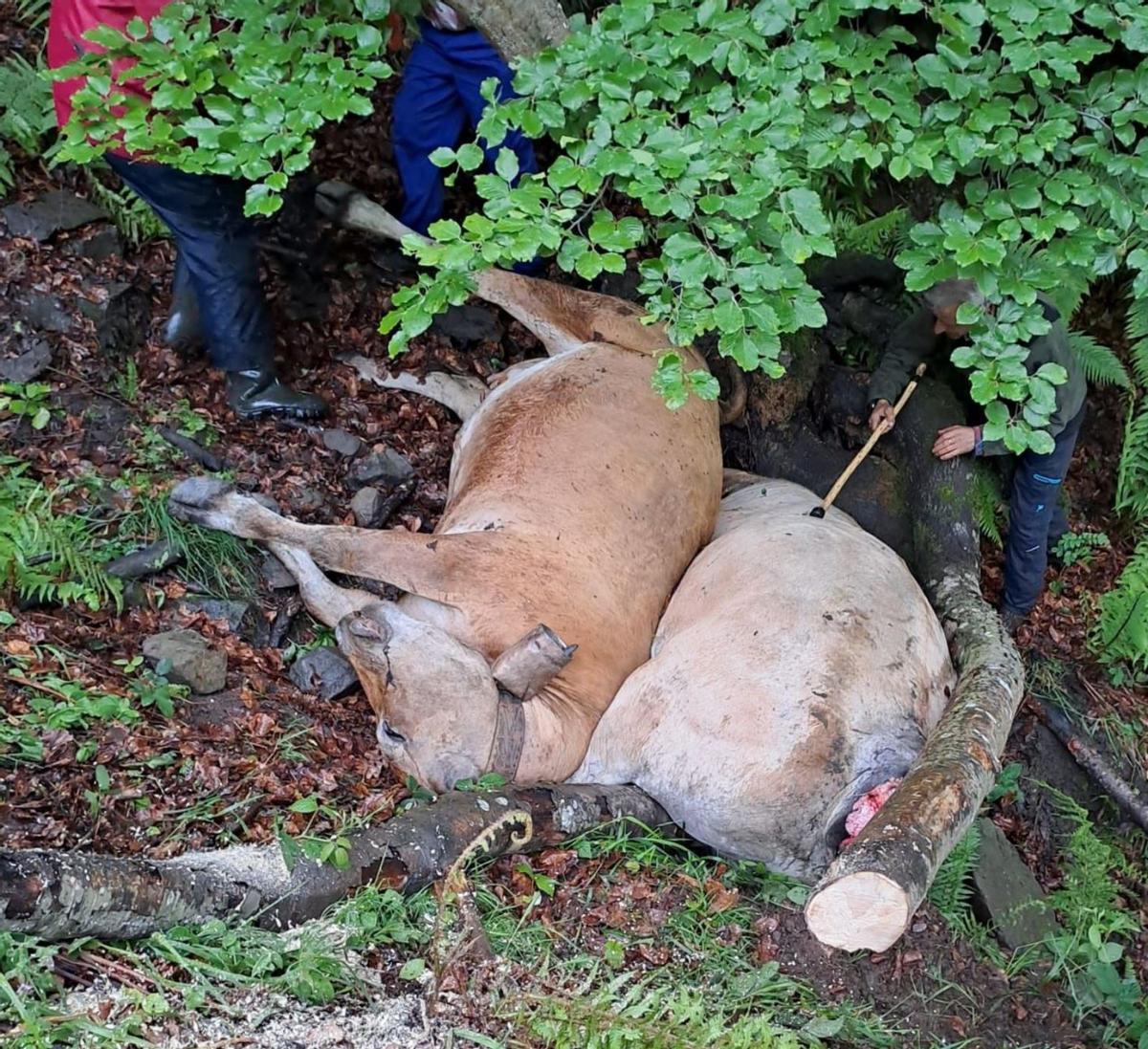 Dos de las reses acribilladas a tiros en Parana.