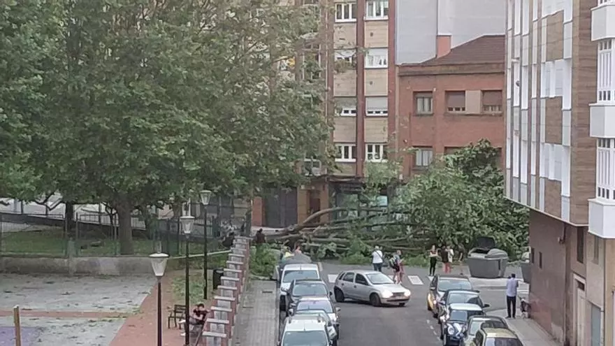 El viento derrumba un árbol en El Natahoyo