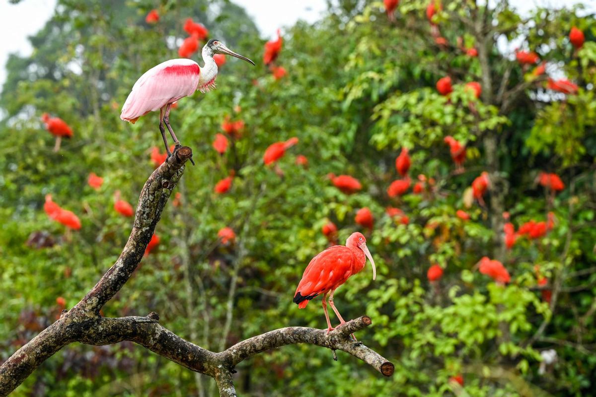 Singapur estrena el parque Paraíso de los pájaros