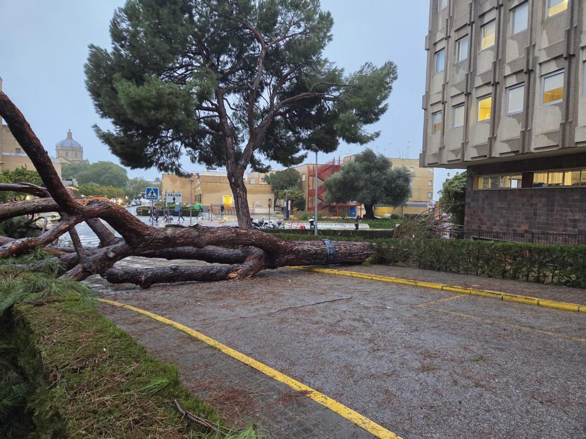 Un árbol caído en el Hospital Virgen del Rocío por el temporal.