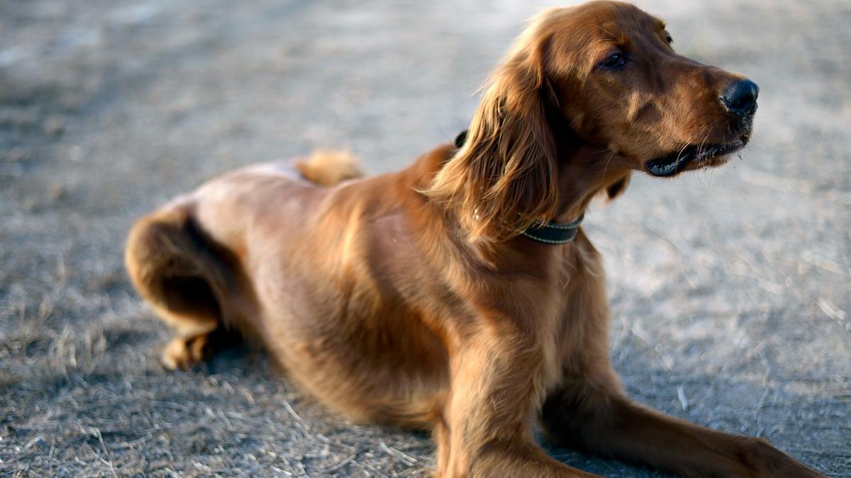 Razas de perros de caza: Setter irlandés