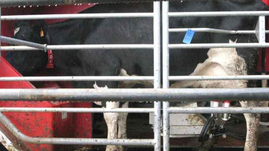 Una vaca en la sala de ordeño artificial.