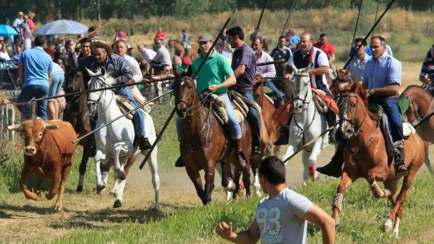 Uno de los astados corre junto a un grupo de caballistas por la pradera de Vallesa de la Guareña.