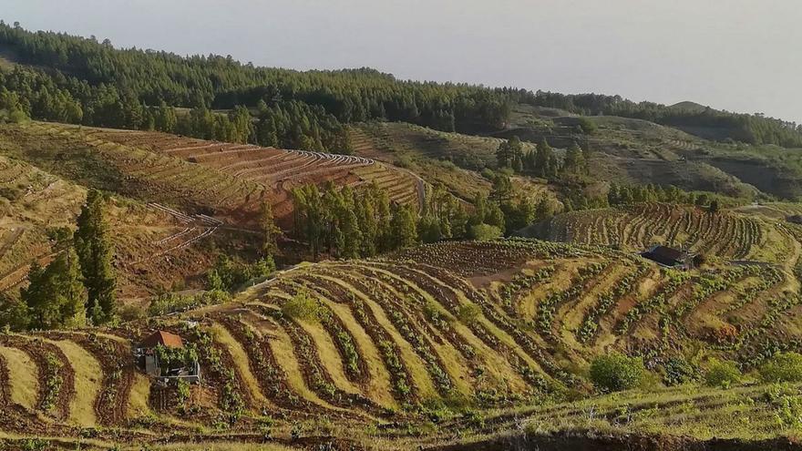 Panorámica de viñedos en Puntagorda.