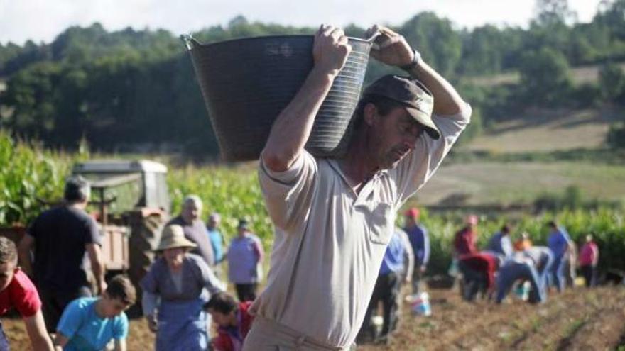 Hacienda quiere multar a vecinos que ayuden en tareas agrícolas