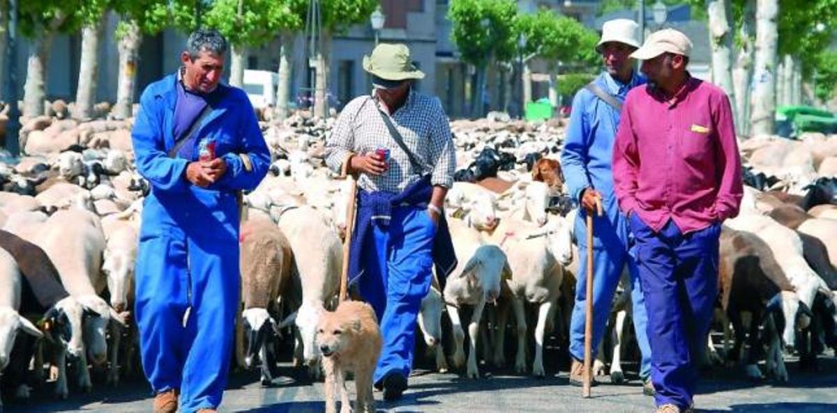 Miles de ovejas ocupan una de las calles de El Mercado.