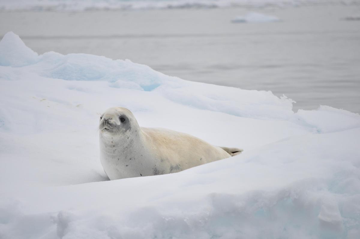 Una foca sobre el hielo antártico.