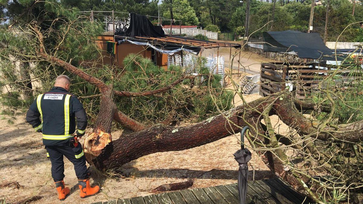 Un miembro de Emergencias en una zona donde alguien se dedicó a &quot;cargarse&quot; árboles.