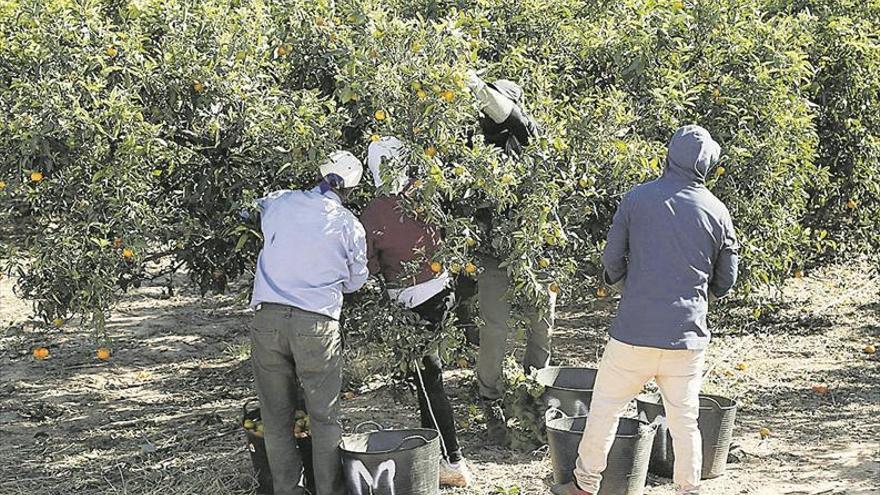 Los regantes de Vila-real inician el proceso de producción ecológica