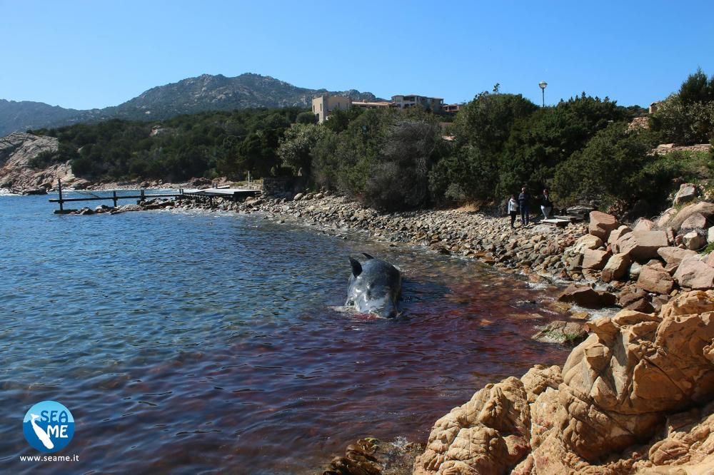 Hallan muerta una ballena embarazada con 22 kilos de plástico en su estómago