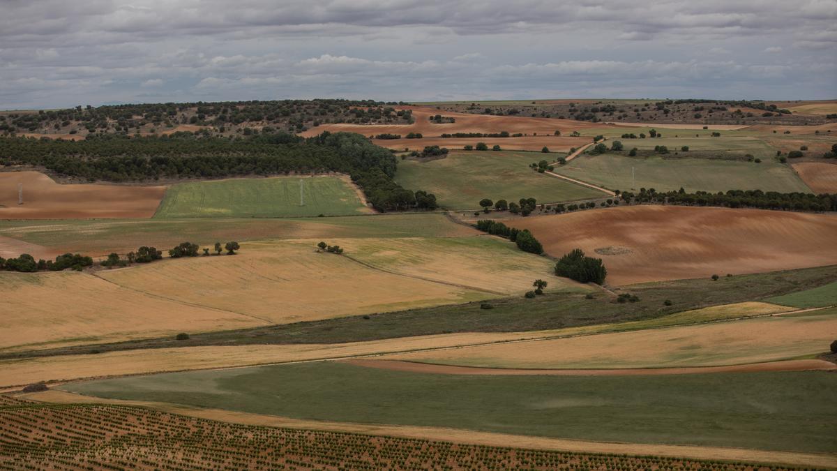 Campos de la provincia de Zamora.