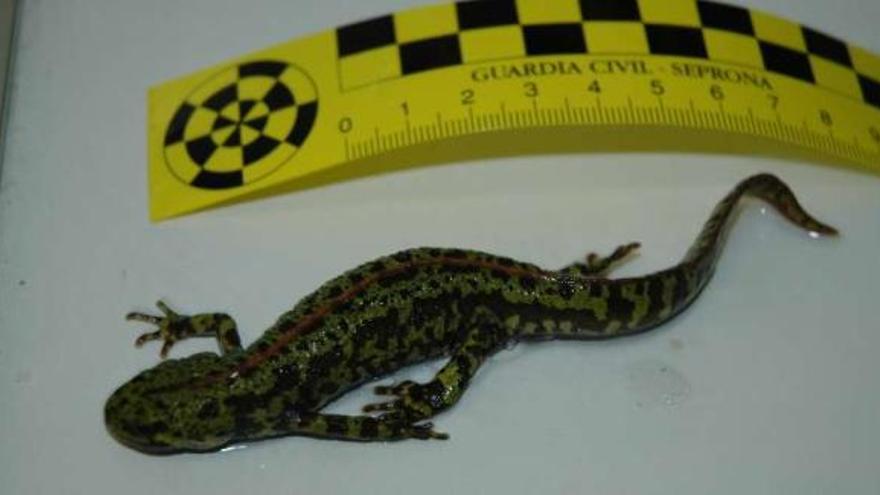 El tritón intervenido por la Guardia Civil. / la opinión