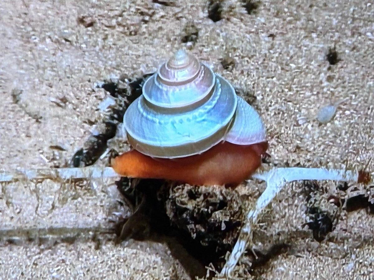 Trochidae encontrada en la campaña del IEO en los montes submarinos de Canarias.