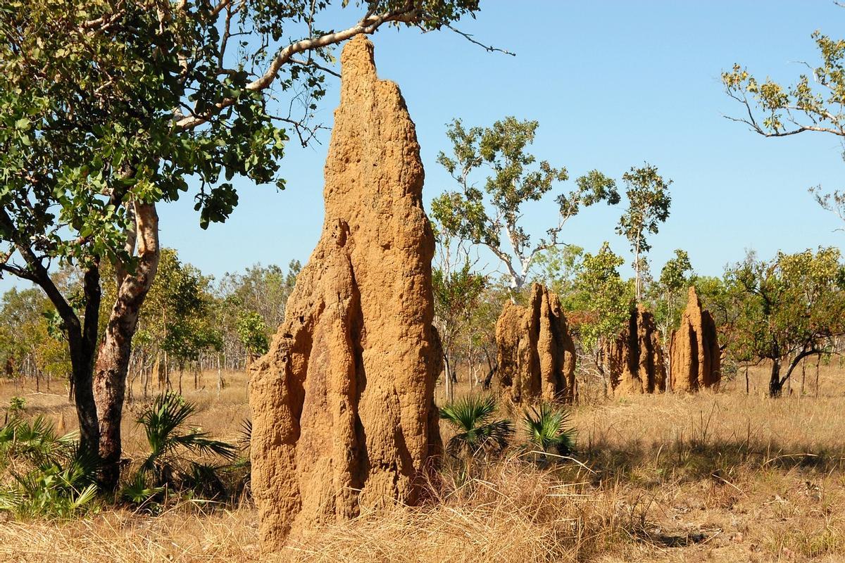 Nidos epígeos construidos por las termitas.