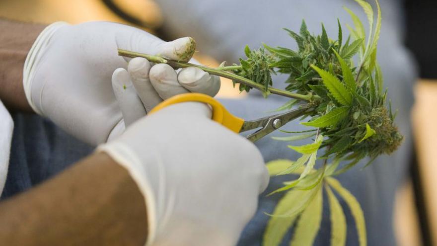 Una persona corta los cogollos de una planta de cannabis.
