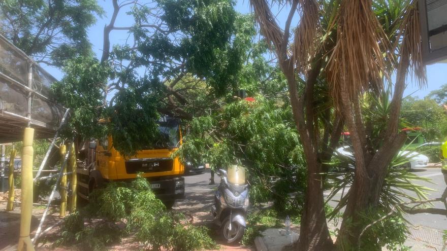 Un camión con un contenedor de obra se engancha con un árbol en plaza América y lo arranca de raíz
