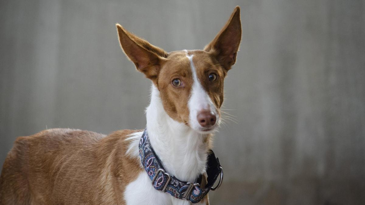 El sábado será el desfile virtual de perros abandonados que organiza Bioparc junto a AUPA