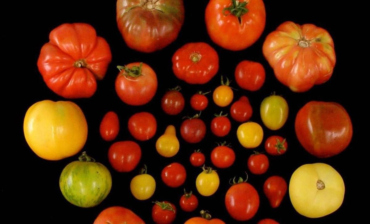 icoy37053571 tomates170126175114 icoy37053571 tomates170126175114
