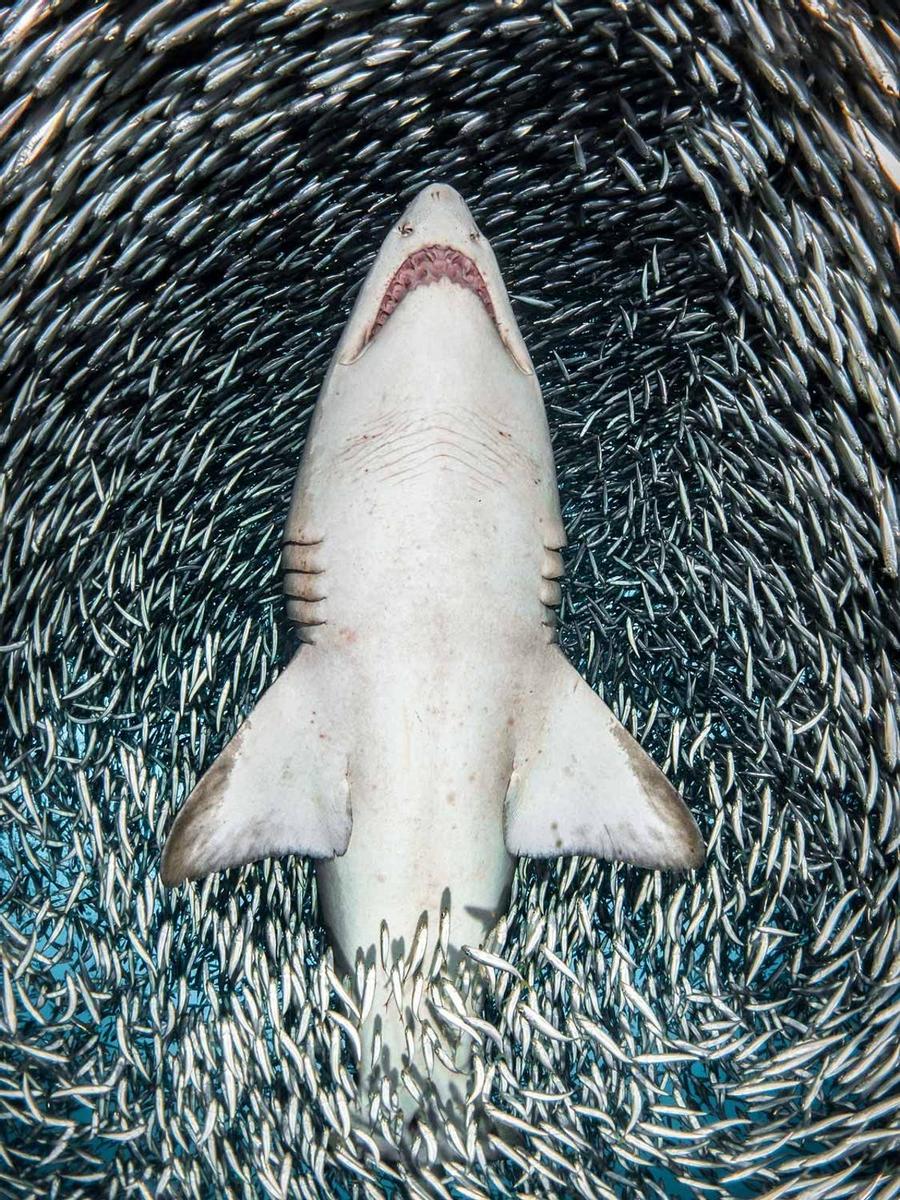 A sand tiger shark surrounded by tiny bait fish