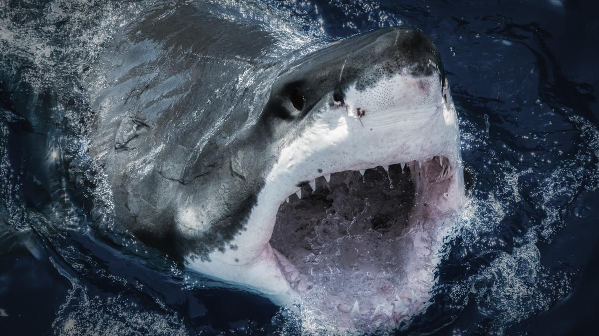Todo lo que debes saber sobre los tiburones en l&#039;Oceanogràfic