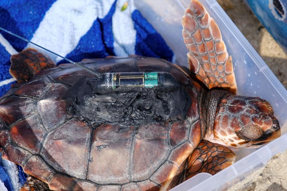 Liberadas en Ibiza 26 tortugas de la primera puesta registrada en Baleares