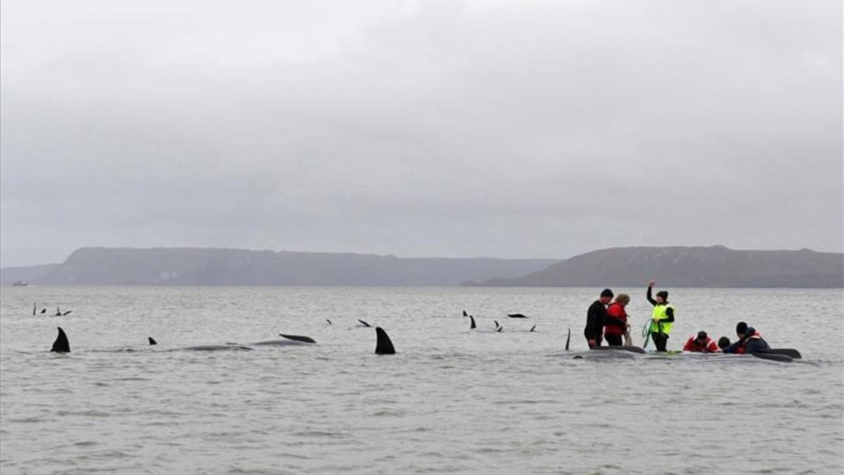 ballenas-tasmania