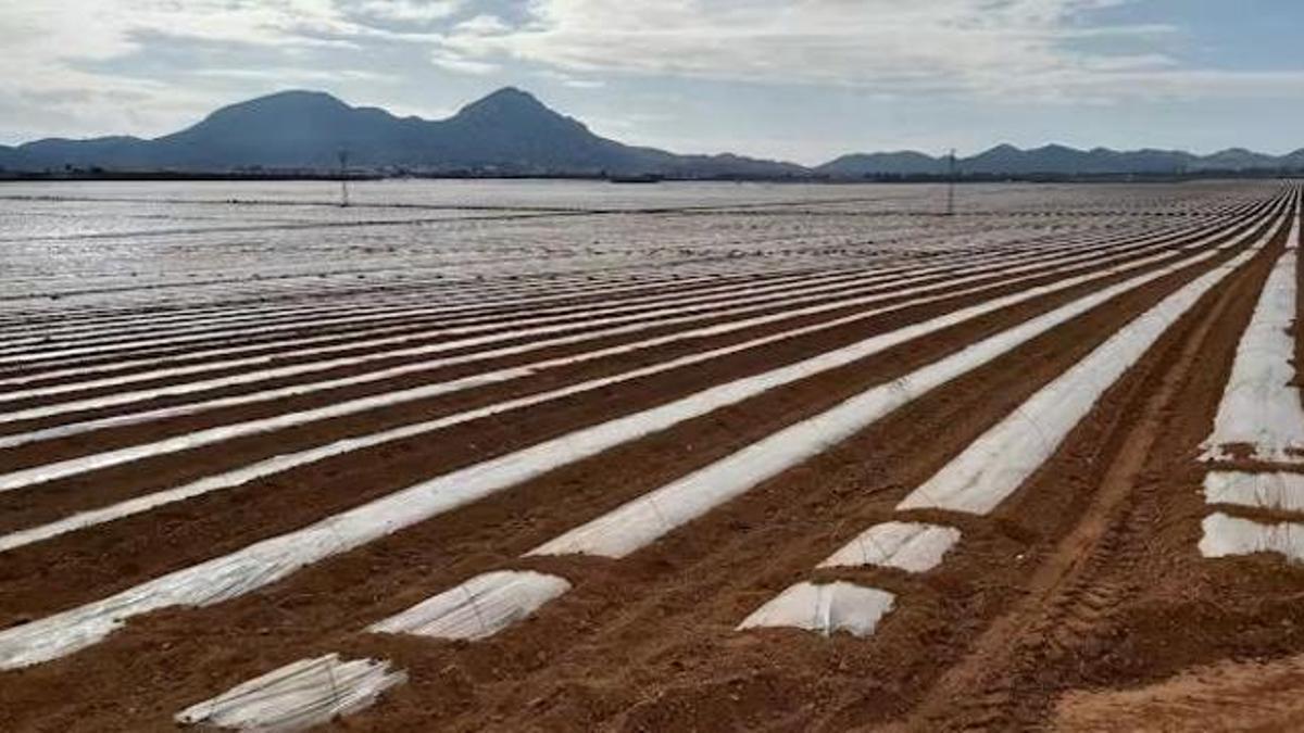 Regadío agroindustrial en Campo de Cartagena (Región de Murcia).