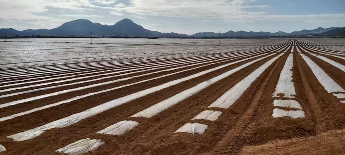 Regadío agroindustrial en Campo de Cartagena (Región de Murcia).