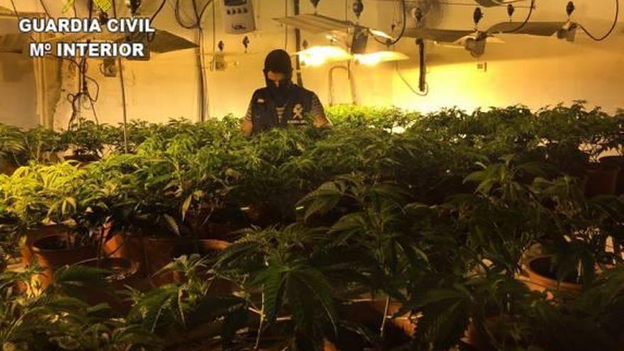 Intervienen 940 plantas y 2.500 esquejes de marihuana en Carlet