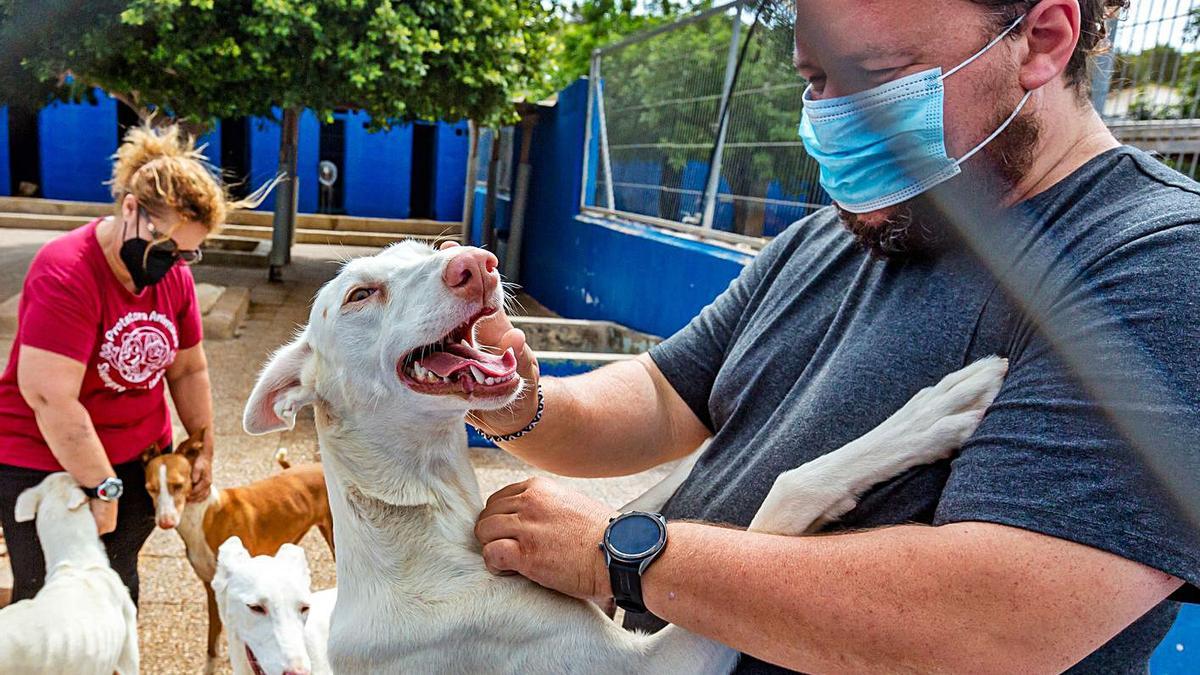 Siete perros llevan dos años sin poder ser adoptados en La Nucía a la espera de un juicio por maltrato