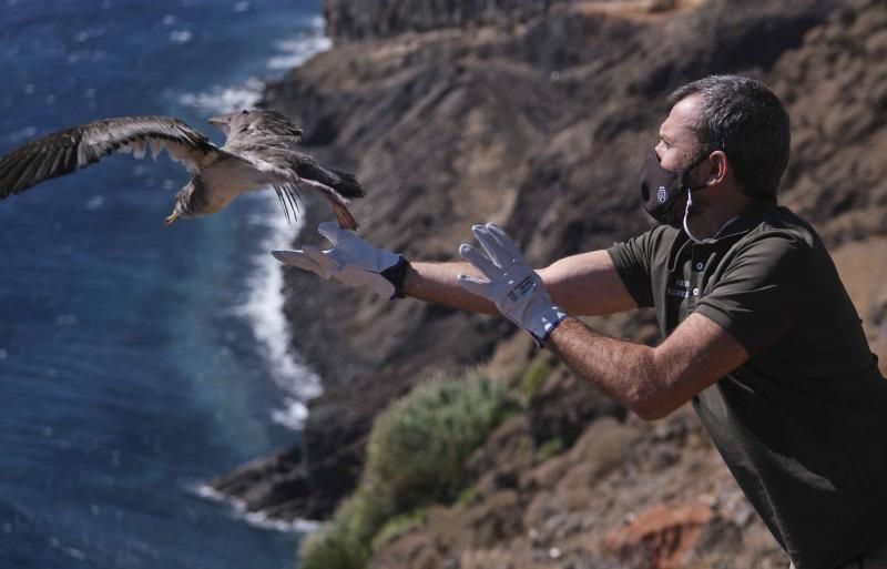 Liberación de una pardela cenicienta recuperada en la campaña de protección 2021