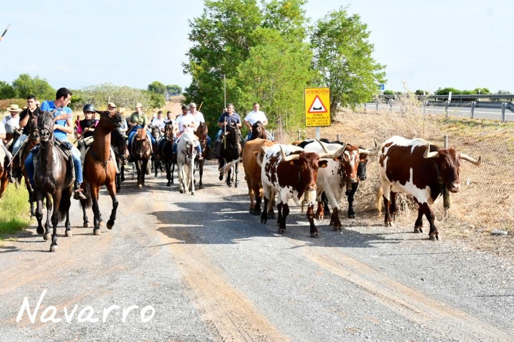 Galería: Las mejores imágenes del encierro campero de Xilxes