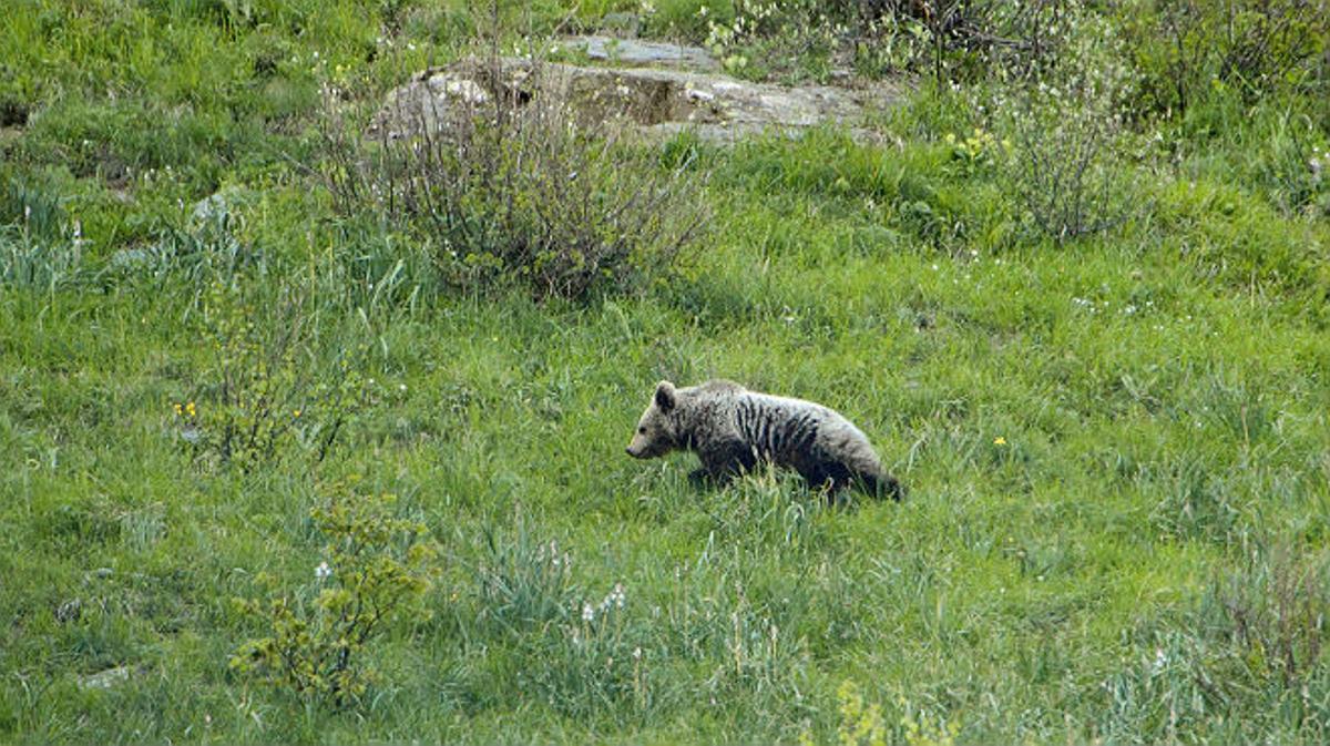 Un oso, avistado en el Valle de Arán, en una imagen de archivo.