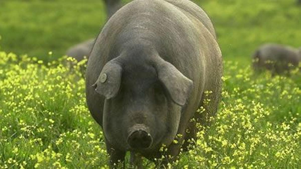 Imagen de un cerdo ibérico, uno de los animales que ha entrado en el Arca del Gusto de la asociación Slow Food.