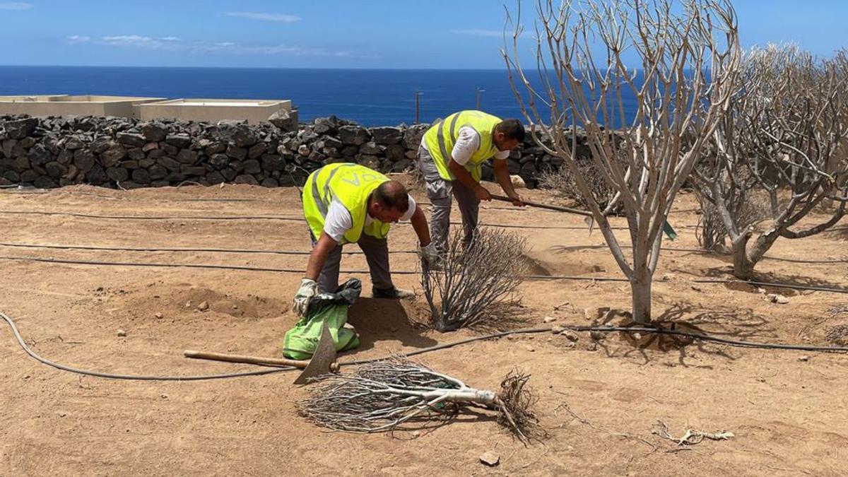 Trasplante de especies para su conservación