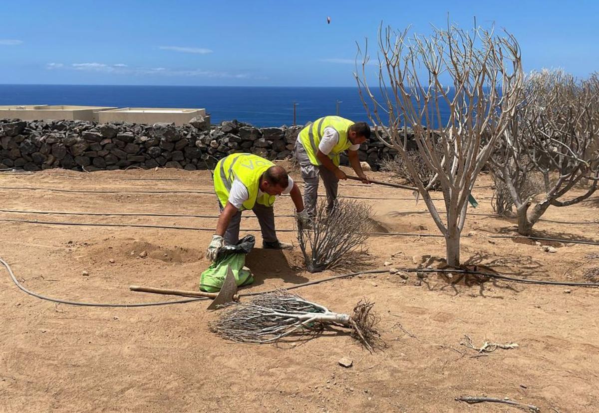 Trasplante de especies para su conservación