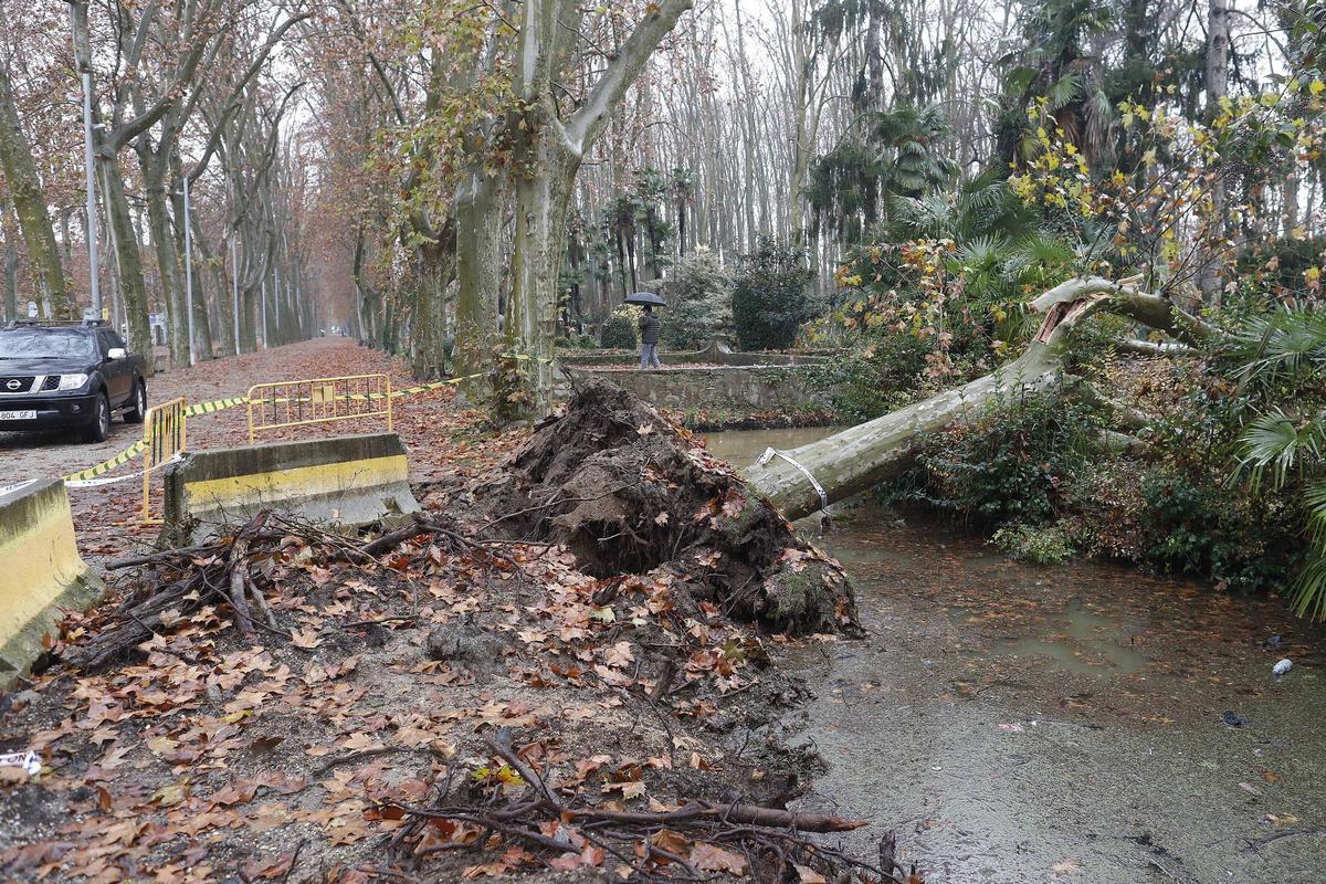 L'arbre que va caure la setmana passada.